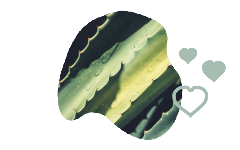 close up of aloe vera with heart icons