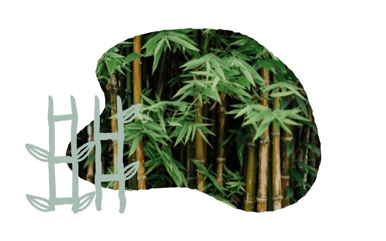 image of bamboo with a bamboo icon